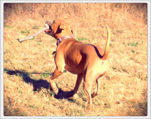 Carry A Big Stick