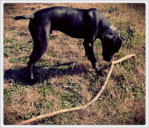 Grimm Finds a Bigger Stick