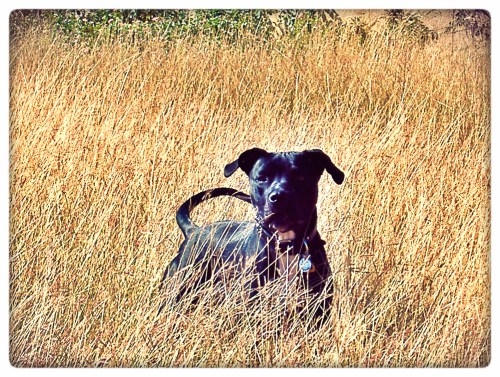 Grimm in the Field