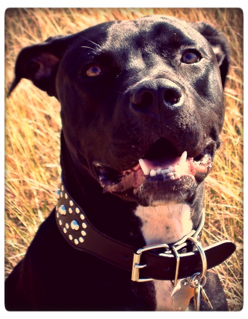 Grimm Portrait 11-2012