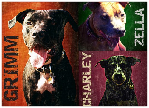 My Three Dogs
