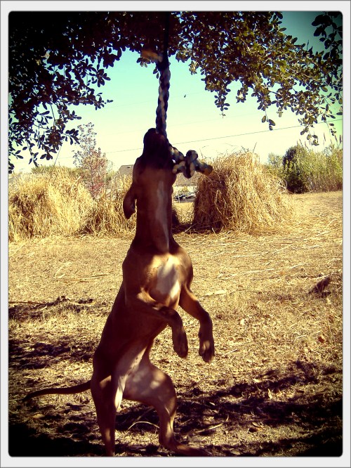 Zella on a rope