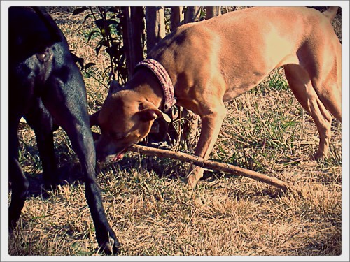 Zella Steals the Big Stick