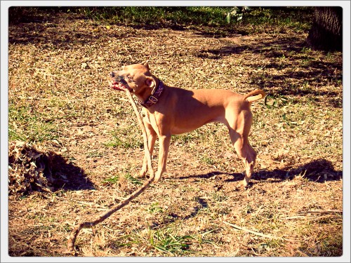 Zella Wins the Stick