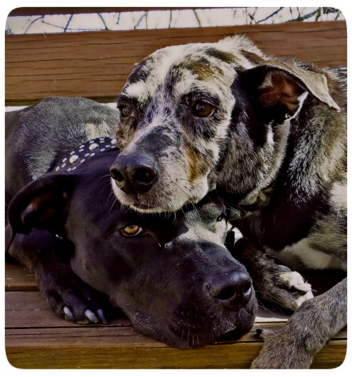 Brotherly Love