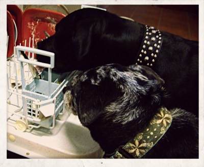 That's right, boy. Ya gotta really get your head in there and lick them dishes spotless. Keep at 'em, boy. Gotta get 'em sparklin'.