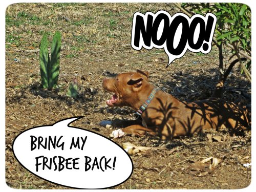 Bring My Frisbee Back