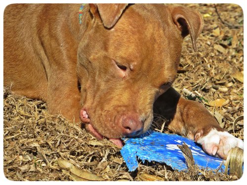Chewing on the Frisbee