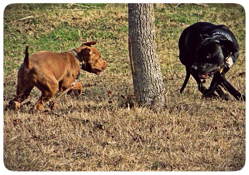 Grimm and the pup race round and round the tree.