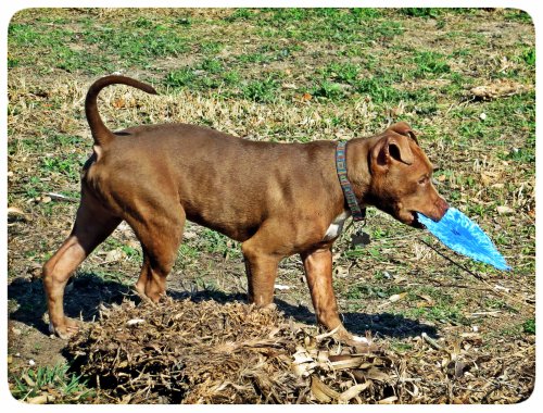 Got My Frisbee Back