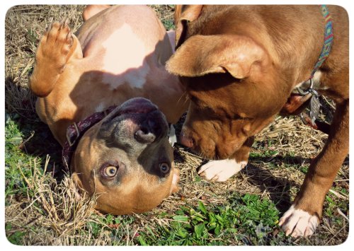 Zella attempts to hypnotize the pup into submission. If you look closely, you will see that she already succeeded in subduing a ladybug.