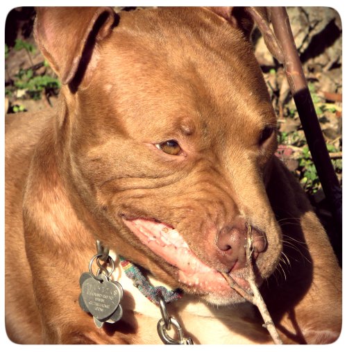 "Grrrr...this twig is chewy and it tickles my nose. No fear, though, right Grimm?"