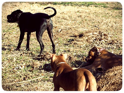 "Rufus, there are several body positions used when munching an object. I'm demonstrating the standing technique, while Zella illustrates the prone technique."