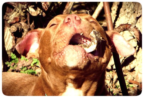 "How long should I gnaw on this bone before I just give up? It's really hard."