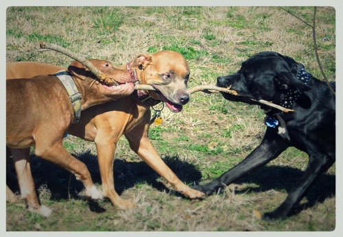 Battle Over The Stick
