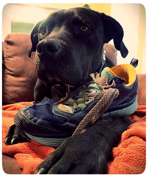 "You see this shoe? It thought it was safe, tucked away in it's basket hidden on a shelf. Look who has it now. There is nowhere to hide. None of your shoe friends can save you."