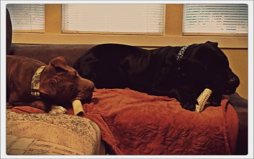 Rufus mimics his older brother, Grimm. If he grows up to be just like him, I can't complain...unless he also develops a shoe fetish.