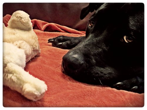 Grimm told me he was just helping to investigate. Was he..or was he covering up evidence against him?