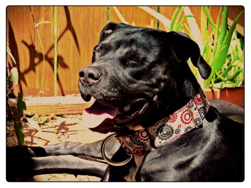 Grimm basks in the spring sunshine.