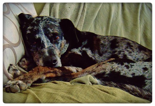 Charley On The Couch