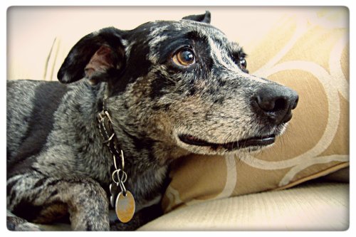 Charley Smiles