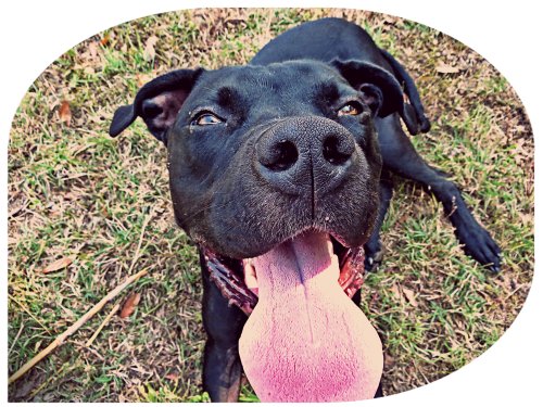 Grimm's Big Tongue