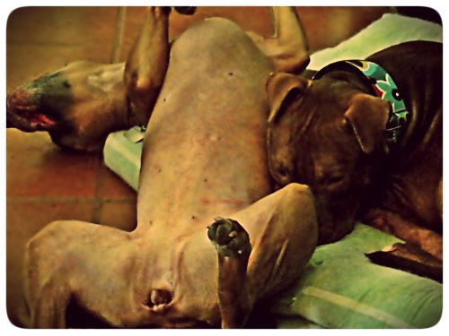 Zella likes to let it all hang out. Even Rufus is a little embarrassed by her lack of modesty.