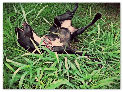 Grimm wallows in the grass, enjoying the crisp coolness on his skin.