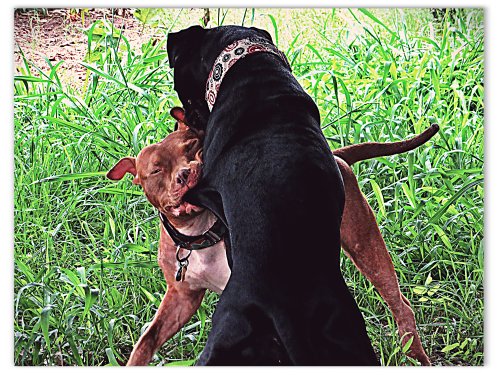 While wrestling, Rufus gets a mouthful of Grimm skin.