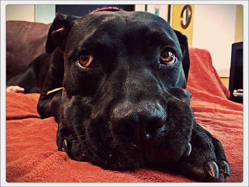 Grimm dreams of colder days when chasing bunnies and frisbees doesn't tire him out so much.