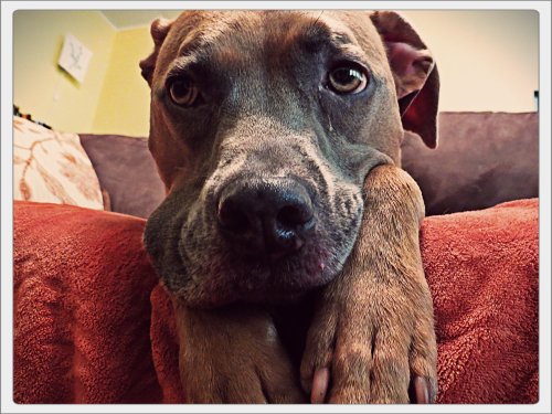 Zella can't wait until evening comes. Her dramatic sighs from the couch illustrate her frustration with being inside during the day.