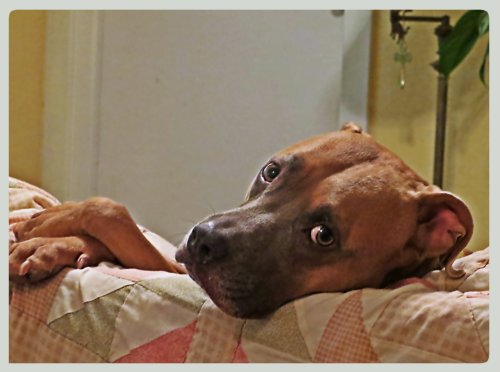 Zella shows off her perfect "Miss Manners" side while lounging on the couch.