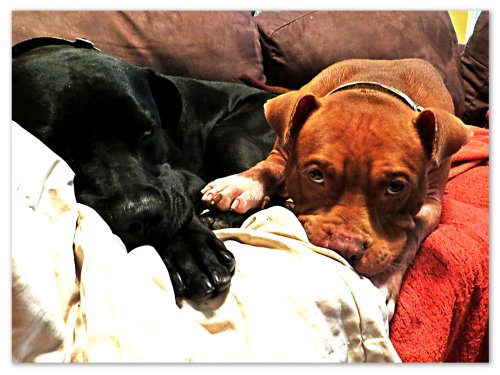 Rufus and Grimm unite in their couch claim.