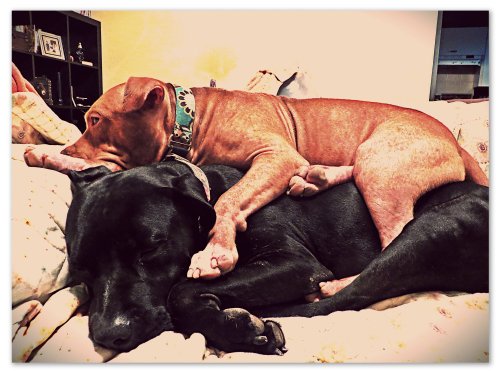 "I never want to leave the couch ever again...or you, Grimm."