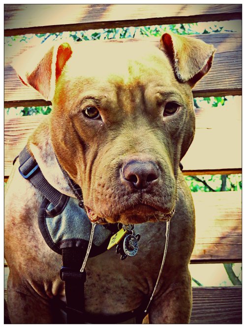...and now to the right. Look at those drool strings go!