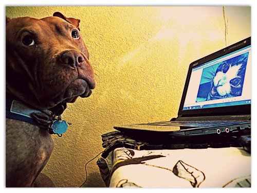 Rufus became a little worried about being traded in for a feline model. So, to up his rat catching game, he started researching how to become an intimidating kitty.