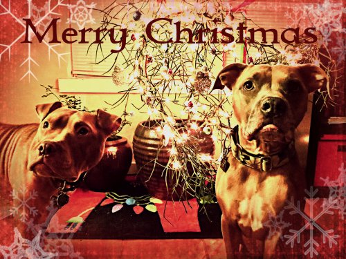 Merry Christmas 2013