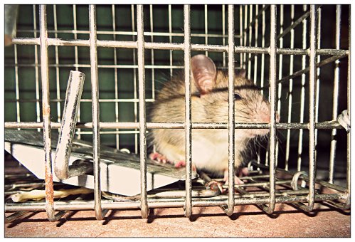 Rat in a trap