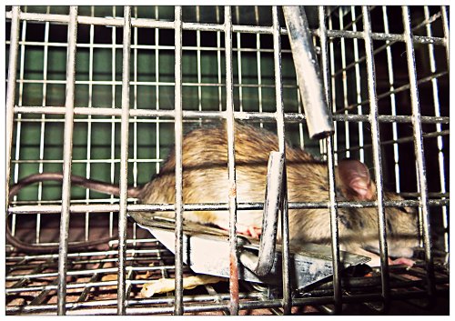 One rat down, two to go...