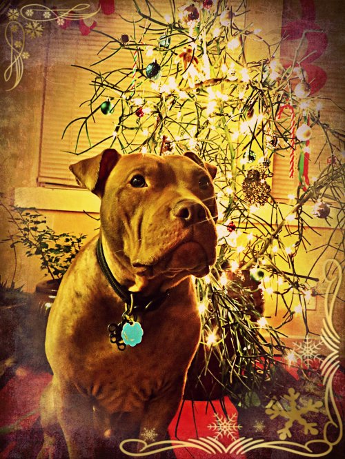 Rufus' First Christmas
