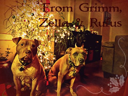 XMas 2013 Pup Pic