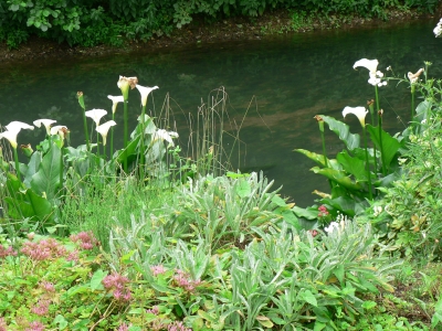 river1.jpg river1.jpg
