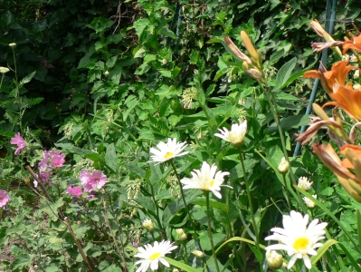 garden.jpg