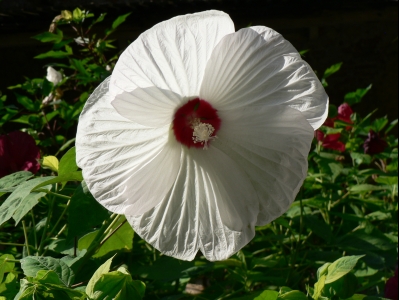 hibiscus3.jpg