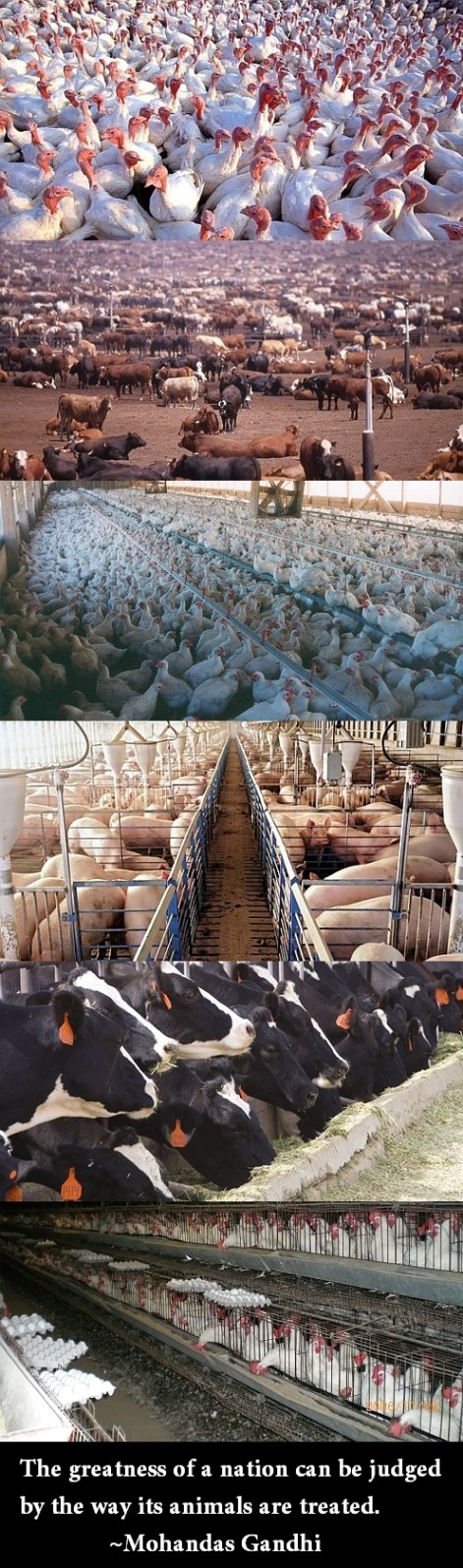 The Greatness Of A Nation Can Be Judged By The Way Its Animals Are Treated Mohandas Gandhi
