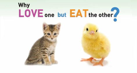 Why Love One But Eat The Other Kitty Kitten Cat Chicken