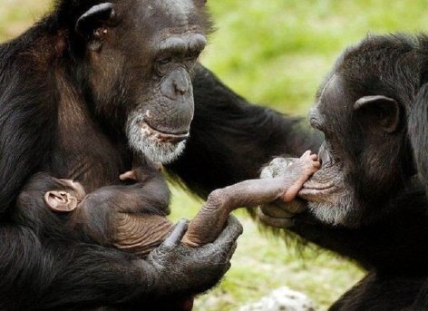 Mother Father And Baby Chimpanzees