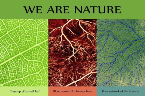 We Are Nature Close Up Of A Small Leaf Blood Vessels Of A Human Heart River Network Of The Amazon