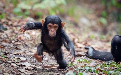 Baby Chimpanzee Going For A Walk