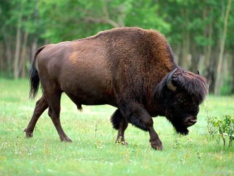 Bison Vegan